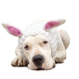 Bunny Rabbit Dog Snood