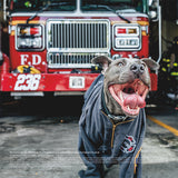 Paws of Firefighters Calendar by Emmy Park